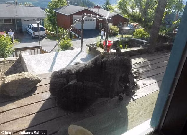 Gấu đen đột nhập vào nhà dân để bắt gà ở Alaska, Mỹ. (Nguồn Daily Mail)
