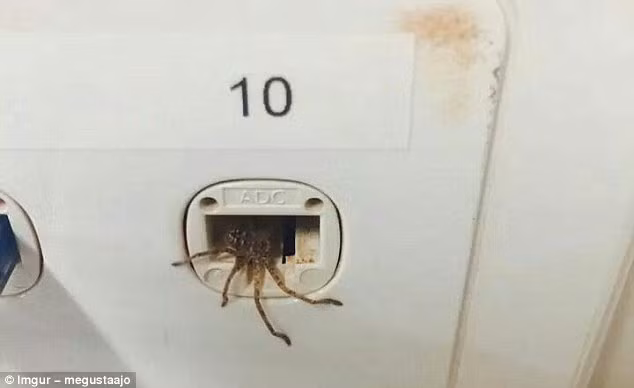 Nhện thợ săn chui ra từ trong ổ điện. (Nguồn Daily Mail)