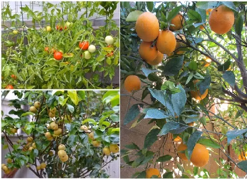 Hai vợ chồng ca sĩ Thu Phương và ông bầu Dũng Taylor trồng khá nhiều loại cây quen thuộc với người Việt Nam như ổi, cà chua, cam, lê...