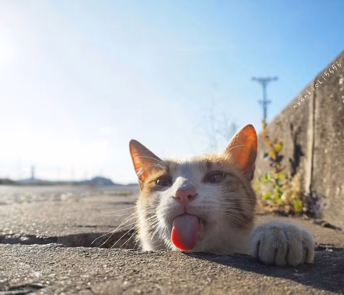 Nhìn vào những bức ảnh này, nhiều người cho biết, họ cảm thấy yêu đời hơn.