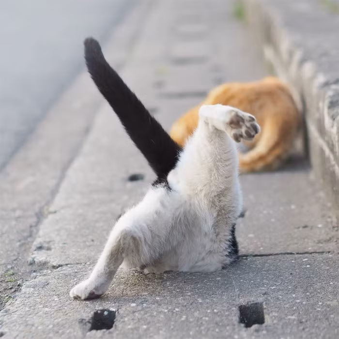 Đúng như câu nói "không quan trọng bạn ở đâu, quan trọng là bạn ở với ai", một nhóm mèo hoang lang thang ở Nhật Bản đã học được cách biến một con đường có lỗ thoát nước thành sân chơi của chúng.