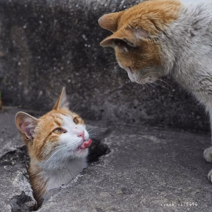Tìm niềm vui nhỏ nhặt trong cuộc sống khó khăn, nhóm mèo lang thang cực đáng yêu đã khiến nhiếp ảnh gia Nyankichi bị lôi cuốn và thuyết phục.
