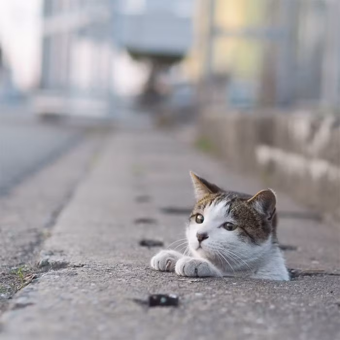 Thế nên, nhiếp ảnh gia Nyankichi đã vô cùng ngạc nhiên khi thấy nhóm mèo này sống vô cùng vui vẻ.