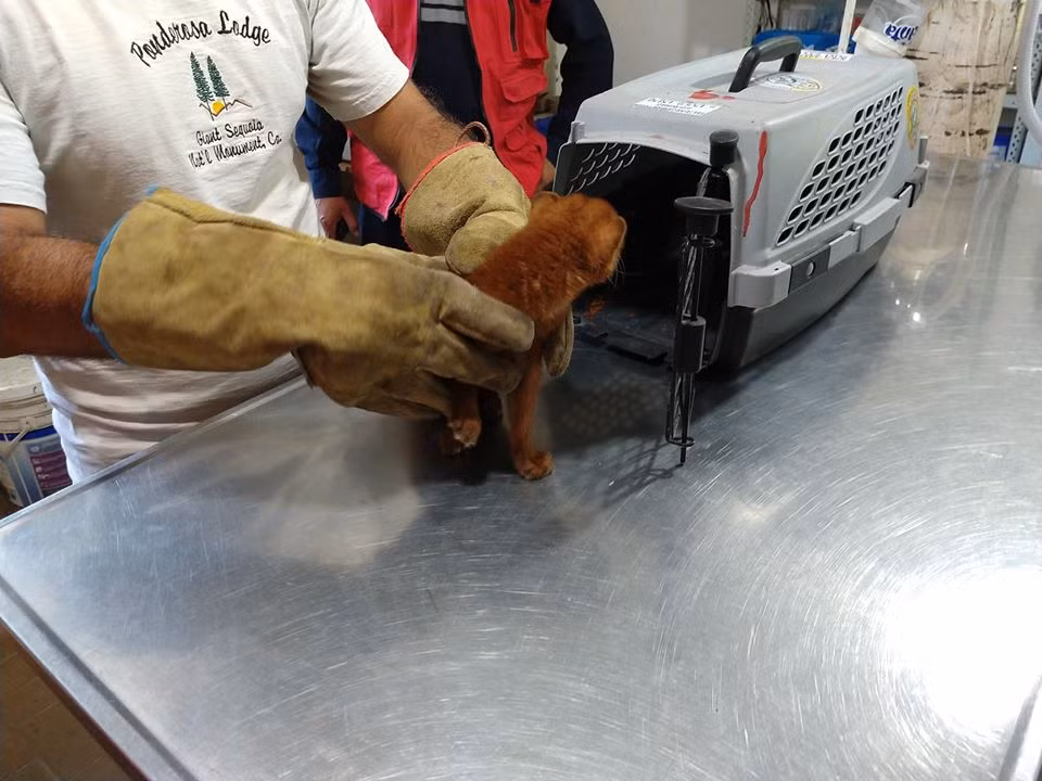 Ngay sau đó, những hình ảnh của Tito đã được chuyển đến Trung tâm giải cứu động vật Argentina FARA, các chuyên gia động vật học vào cuộc.