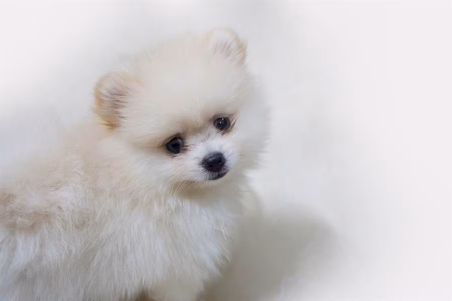 Đưa chó cưng đi khám bệnh, choáng váng biết chó đực cũng... mang thai Dua cho cung di kham benh, choang vang biet cho duc cung... mang thai
