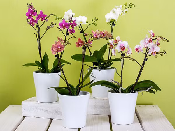 Cây trồng trong phòng ngủ giúp gia tăng nồng độ oxy trong không khí: Thực vật hấp thu khí carbon dioxide và “nhả” ra khí oxy. Đó là lý do tại sao đặt vài chậu cây trong phòng ngủ của bạn sẽ giúp cải thiện chất lượng không khí. Ảnh: Boldsky.