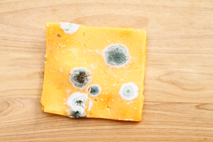 2. Phô mai: Cũng giống như rau quả, những loại phô mai cứng như parmesan, cheddar thường nấm mốc không ăn sâu vào bên trong và cũng phải mất thời gian lâu mới có thể tấn công được. Nên khi thấy chúng bị mốc thì bạn chỉ cần lấy dao cắt bỏ phần mốc ở bên ngoài đi, nên nhớ là đừng để dao cắt phần bị mốc dính vào phần pho mát phía trong vì phần trong vẫn còn ăn được. Ảnh: Getty.