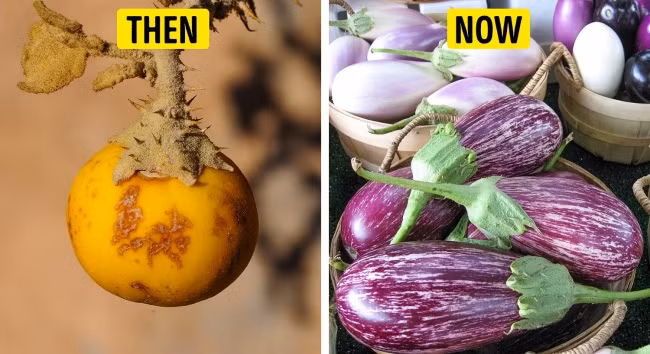 Cà tím: Cà tím ban đầu thực sự là một loại cỏ dại mọc ven đường và nó rất độc đối với vật nuôi. Cà tím ngày nay thường có màu tím và có cả loai quả màu trắng tròn giống quả trứng. Ảnh: Depositphotos.