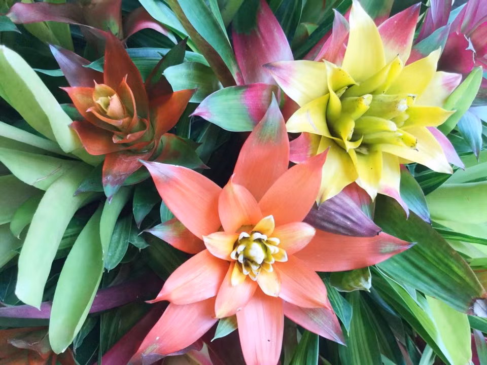 Cây Bromeliad: Đây là một loại cây thuộc họ nhà dứa. Cây có thể sống ở nhiều điều kiện thời tiết khác nhau. Điểm độc đáo của loại cây này là cây có ngồng hoa dài và có nhiều màu sắc khác nhau như màu vàng và màu đỏ. Cây Bromeliad có thể lọc sạch benzene trong không khí và hấp thụ đến 90% hóa chất. Ảnh: Shutterstock.