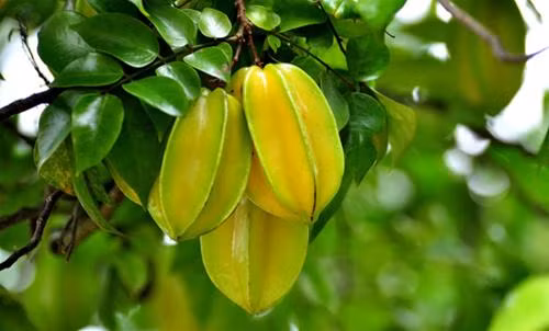 Khế: Những quả chua như khế, tắc có tác dụng trị ho tốt. Với khế, bạn chỉ cần chấm với muối rồi ngậm trong miệng lấy tinh thần, sau đó ăn như bình thường. Nếu sợ chua thì ngâm mật ong hoặc chưng đường phèn. Ảnh: Laodong.