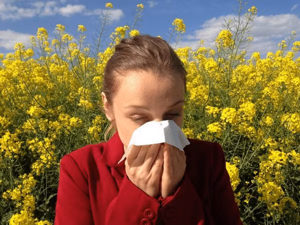 10. Giảm dị ứng thuốc: Lá ổi giúp ngăn ngừa sự giải phóng histamines, ngăn ngừa dị ứng. Ảnh: Boldsky.