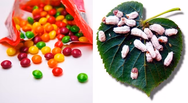 2. Chúng ta ăn côn trùng và thậm chí không biết về nó: Các sắc tố thực phẩm carmine, còn gọi là E120, được sử dụng để thêm màu đỏ cho các sản phẩm thực phẩm. Tuy nhiên, ít ai biết sắc tố carmine được sản xuất từ axit carmine, được tạo ra bởi một số loài côn trùng. Đây là một trong những bí mật bất ngờ về thực phẩm mà nhiều người không hay biết. Ảnh: Wikipedia Commons.