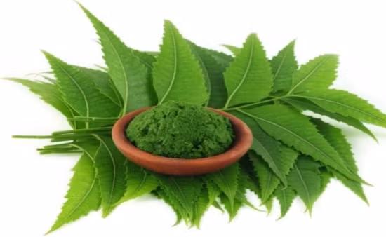 9. Lá neem: Mặt nạ tóc từ lá neem là một phương pháp hữu hiệu cho vấn đề về gàu. Xay một ít lá và thêm một thìa mật ong vào đó. Thoa hỗn hợp này lên trên da đầu và giữ nó trong 20 phút. Gội sạch bằng nước. Một cách dễ dàng hơn là xả tóc bằng nước lá neem sau khi sử dụng dầu gội đầu. Ảnh: Stylesatlife.