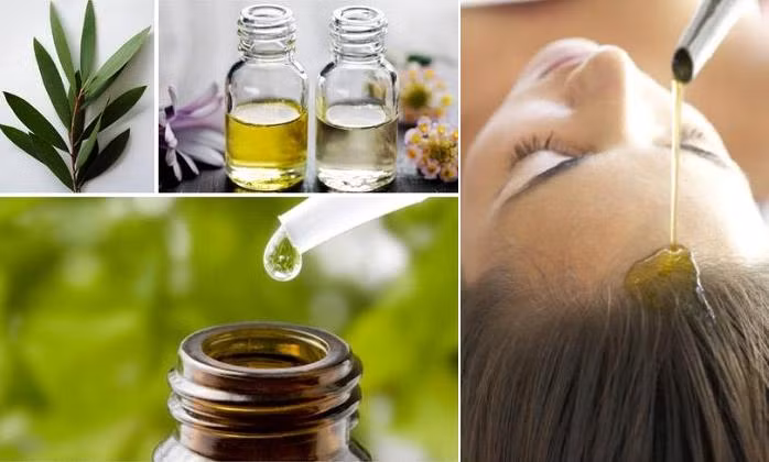 5. Dầu tràm được cho là có tác dụng tốt nhất để chống lại gàu trong mùa đông. Tuy nhiên, không được sử dụng riêng và phải được trộn với dầu dừa theo tỉ lệ 1:2. Massage da đầu với hỗn hợp này trước khi đi ngủ và gội sạch bằng nước và dầu gội vào buổi sáng. Ảnh: Atinhdau.