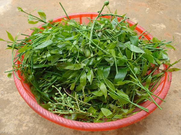 Rau sắng: Mùa rau sắng bắt đầu từ tháng 2 đến hết tháng 3 âm lịch (mùa lễ hội chùa Hương). Rau sắng khá đặc biệt ở chỗ, từ khi trồng đến lúc cho lần thu hoạch đầu tiên mất từ 3 đến 5 năm và sau 10 năm mới được thu hoạch với số lượng lớn. Để mua được rau sắng không hề dễ dù có tiền. Ảnh: Vuonquocgiaxuanson.