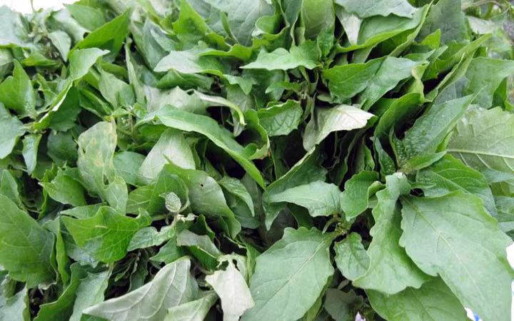 Cây tầm bóp mọc hoang ở ruộng, bờ ruộng và hàng rào... Toàn cây có vị đắng, tính mát, không độc. Nhưng khi chế biến, tầm bóp sẽ có vị ngon khó cưỡng. Chính vì thế, loại rau này được khá nhiều bà nội trợ ở thành thị "săn lùng". Ảnh: Dulichmocchau.