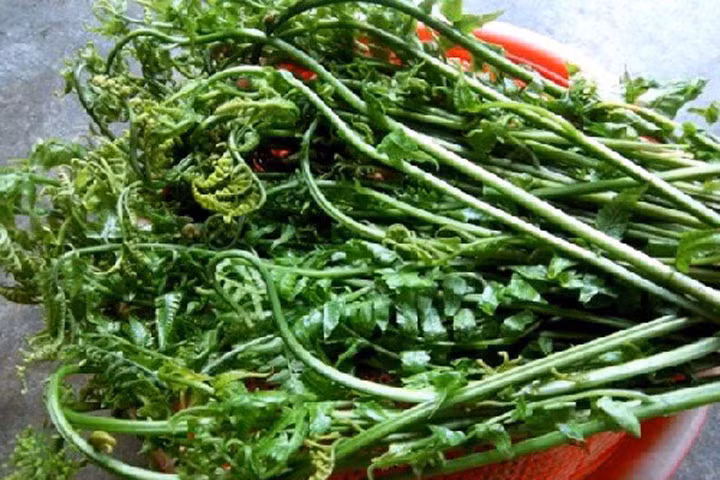Rau dớn vừa là một loại rau rừng đặc sản được nhiều người ưa thích vừa là một loại thảo mộc dùng để chữa một số bệnh phổ biến như cảm, ho, viêm họng, lợi tiểu. Ảnh: Biggreen.