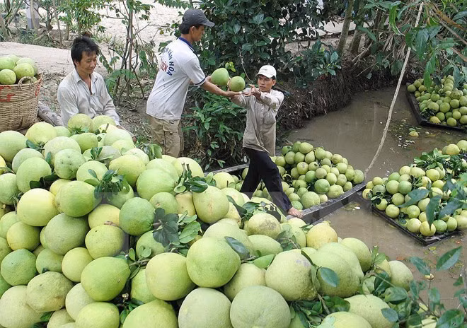 Bưởi Thanh Trà: Bưởi Thanh Trà không còn là đặc sản riêng của làng Nguyệt Biều nữa, mà nó trở thành cây đặc sản vườn ở Huế. Bưởi Thanh Trà có hương vị đặc trưng rất riêng, ngon không kém giống bưởi nào trên cả nước. Trái bưởi Thanh Trà khác các loại bưởi khác từ hình dáng đến hương vị. Da trái không xanh mà có màu vàng nắng. Bưởi Thanh Trà thơm ngon đặc biệt, hương vị ngọt thanh giữ lại rất lâu trong miệng sau khi thưởng thức. Ảnh: Baotintuc.