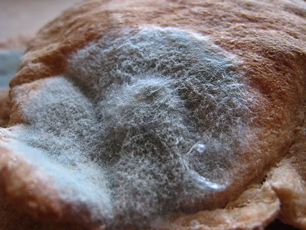 Bánh mỳ mốc: Các nghiên cứu gần đây cho thấy Phycomyces blakesleeanus, một vi khuẩn phổ biến tìm thấy trên bánh mì mốc, có thể giúp chống lại nhiễm trùng vết thương và giúp chữa lành nhanh hơn. Các nhà nghiên cứu đang cố gắng tìm cách để áp dụng phương pháp này chữa lành các vết thương phẫu thuật. Ảnh: Newscientist.