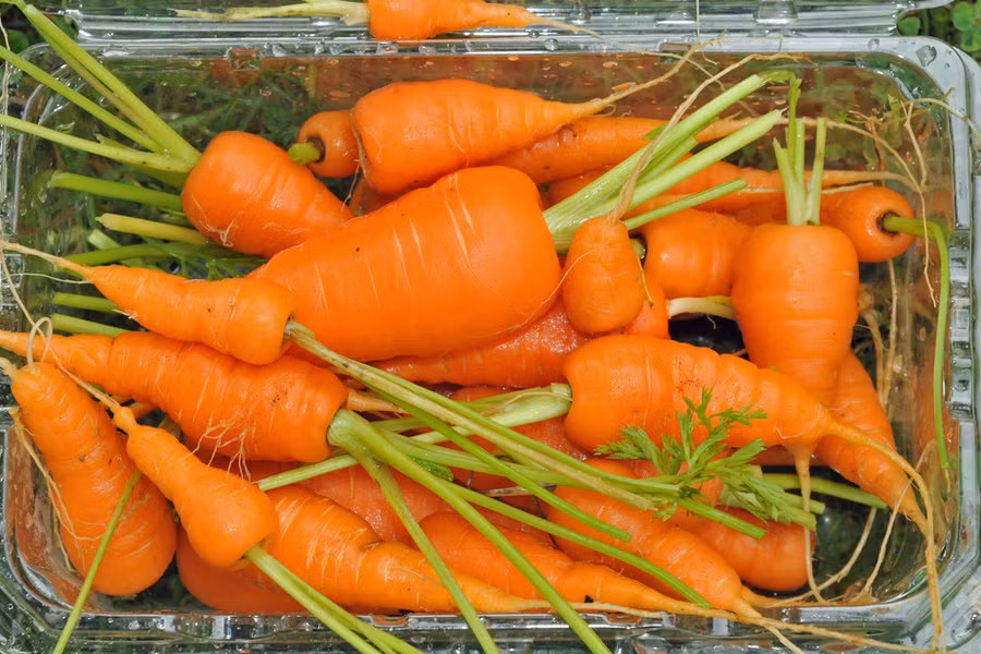 Cà rốt: Thứ rau củ màu cam này chứa beta carotene nên khi ăn vào cơ thể giúp trung hòa độc tố, cải thiện chứng táo bón. Nếu bạn ăn cà rốt thường xuyên, đặc biệt là cà rốt tươi sẽ giúp nhuận tràng, thông đại tiện và tăng cường khả năng hấp thụ dinh dưỡng vào trong cơ thể. Ảnh: NPR.