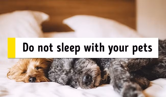 Tuyệt đối không ngủ cùng thú cưng nếu bạn muốn tròn giấc. Ảnh: Pexels.