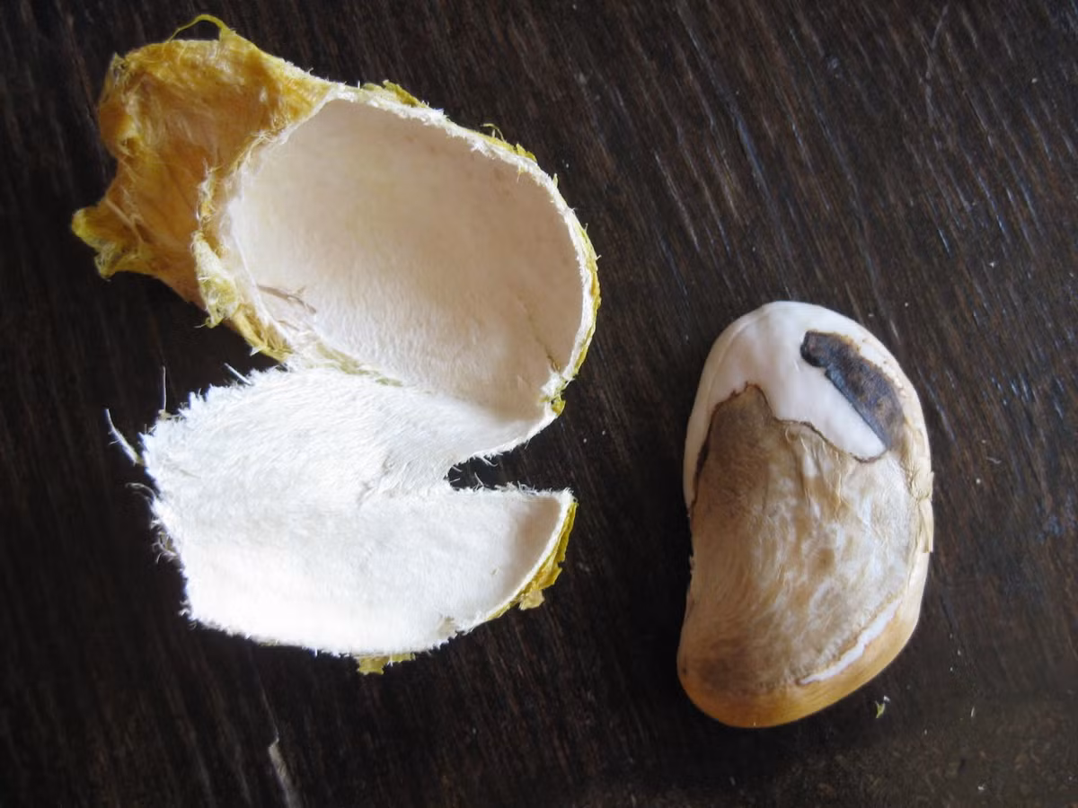 Dùng hạt xoài khô và xay thành bột. Thêm một chút nước vào tạo thành hỗn hợp và đắp lên “vùng kín”, sau 10 - 15 phút, rửa sạch lại với nước. Ảnh: Internet.