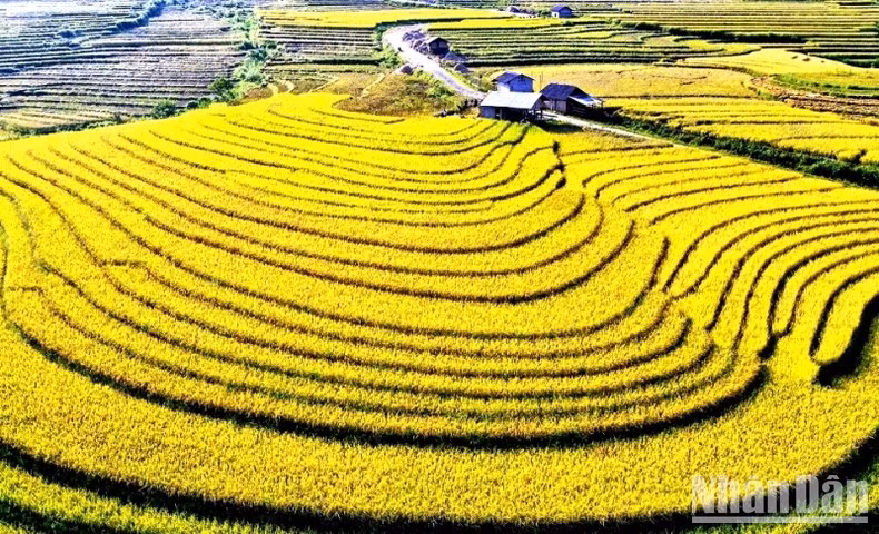 Xòe rộng như chiếc quạt vàng khổng lồ. (Ảnh: QUỐC HỒNG)