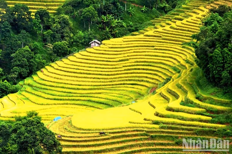 Từ lâu ruộng bậc thang đã được xem là loại hình canh tác đặc trưng của đồng bào các dân tộc trên địa bàn vùng cao Bát Xát, gắn với lịch sử của mỗi dân tộc sinh sống nơi đây và là kết quả của quá trình lao động, đúc kết kinh nghiệm và sáng tạo trong việc đưa cây lúa nước lên canh tác trên đồi cao, vừa bảo đảm lương thực vừa giữ rừng, tạo nguồn sinh thủy lâu bền cho đời sống con người.