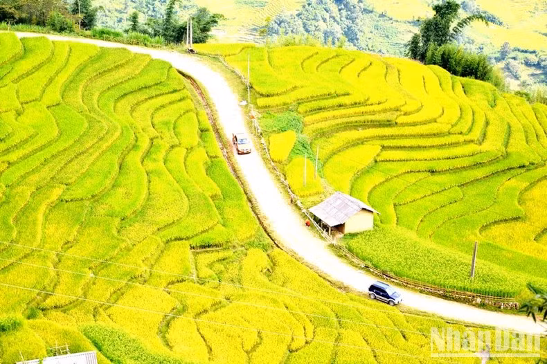 Con đường xuyên qua lớp sóng vàng ruộng bậc thang mùa lúa chín ở Ngải Thầu - Bát Xát. (Ảnh: QUỐC HỒNG)