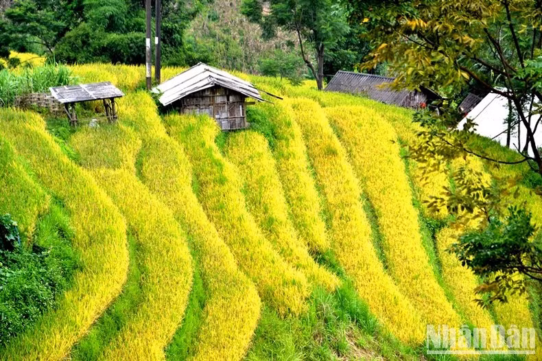 Mùa vàng no ấm. Những thửa ruộng bậc thang Y Tý, A Lù, Ngải Thầu có từ hàng trăm năm nay và đều do những đôi bàn tay tài hoa, cần mẫn của nông dân các dân tộc thiểu số kiến tạo nên. Làm ruộng bậc thang giỏi nhất phải kể tới người Hà Nhì, rồi tới người H'Mông, người Dao… sống trên những triền núi cao Hoàng Liên hùng vĩ. (Ảnh: QUỐC HỒNG)