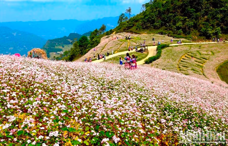 Mùa này, những đồi tam giác mạch nở tím trên các triền đồi, mời gọi du khách đến miền đất cổ Si Ma Cai, ở thượng nguồn sông Chảy. (Ảnh: ĐÌNH NAM)