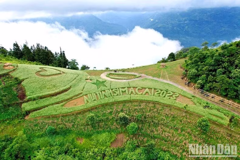 Đồi tam giác mạch trắng của gia đình anh Cư Seo Trô, ở Phố Thầu, Si Ma Cai là điểm đến ưa thích của du khách kỳ nghỉ Lễ 2/9. (Ảnh: ĐÌNH NAM)