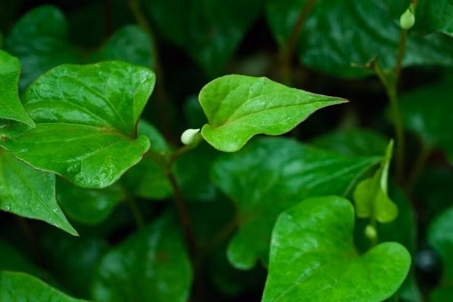 Loai rau co mui tanh kho chiu, truoc chi cho lon an, gio ban gia 