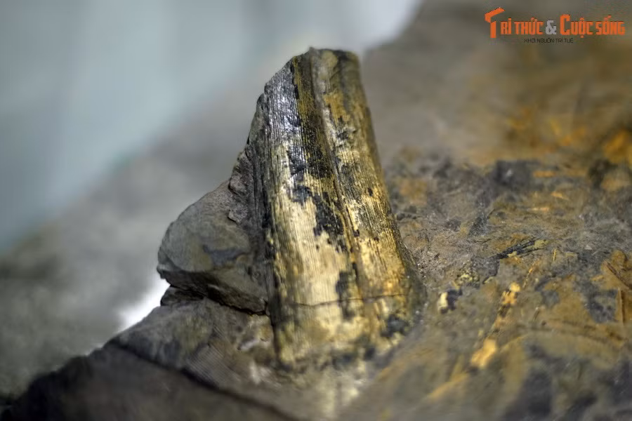 Đây là một trong nhiều mẫu thực vật hóa than được thu thập ở bể than Quảng Ninh, nằm trong bộ sưu tập của Bảo tàng Hóa thạch Hà Nội. Tọa lạc ở khu vực duyên hải Đông Bắc Việt Nam, bể than Quảng Ninh là bể than lớn bậc nhất Đông Nam Á.