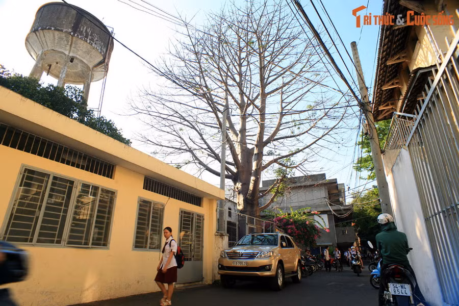 2. Ngay giữa lòng TP HCM cũng có một cây bao báp to lớn không thua kém gì cây bao báp ở Huế. Đó là cây bao báp nằm trong khuôn viên ĐH Sư phạm TP HCM.