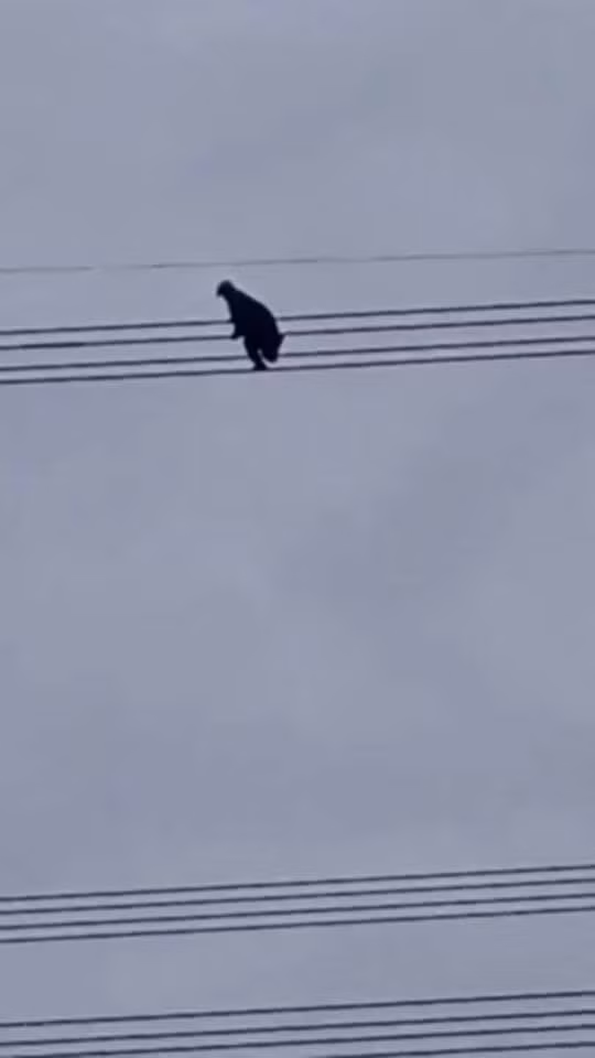 Người thanh niên nghi ngáo đá leo trèo lên dây cao thế khiến nhiều người nổi da gà.