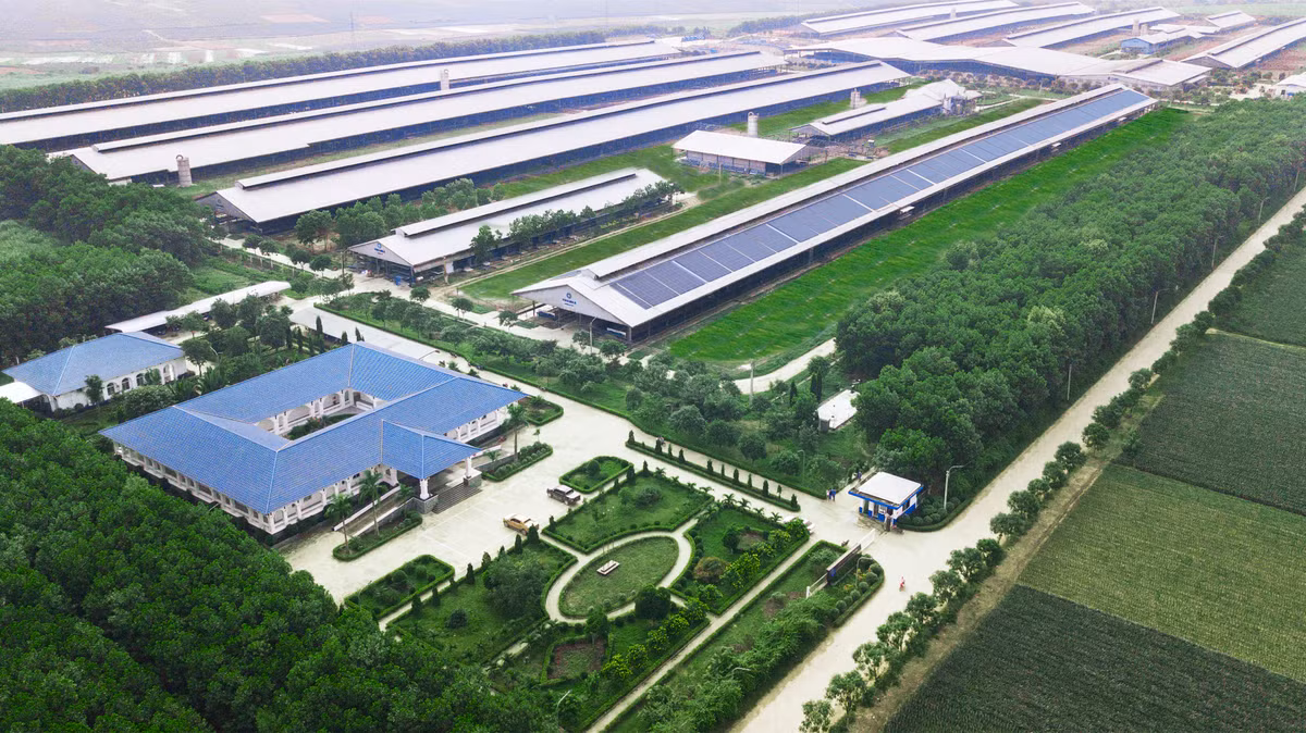 Vinamilk tiep nhan hon 1.500 bo nhap khau tu My ve cac trang trai Vinamilk Green Farm-Hinh-7