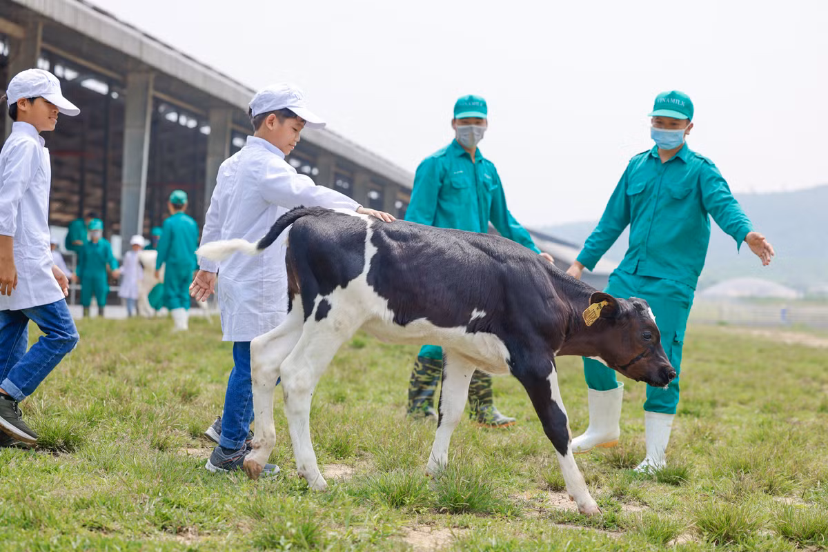 Còn ở Quảng Ngãi, các em thiếu nhi tại Trung tâm công tác xã hội đã có chuyến thăm quan trang trại bò sữa Vinamilk Green Farm. Đối với nhiều em, đây là lần đầu tiên các em nhìn thấy bò sữa ngoài đời thật như thế nào, được tự tay cho bò ăn cỏ và tìm hiểu về hộp sữa mà các em được uống mỗi ngày bắt nguồn từ các trang trại này.