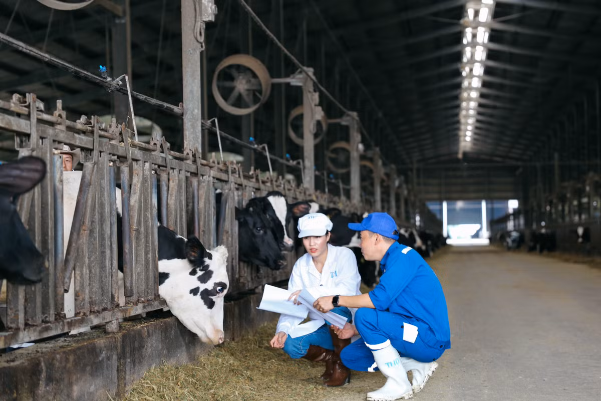 TH true MILK: “Ky tich” cua cong nghe cao tren mien dat khac nghiet-Hinh-4