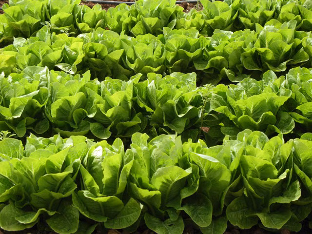 Rau xà lách. Loại rau thường xuyên dùng để ăn sống hoặc trộn salad thực tế có thể chứa tàn dư hóa chất lớn hơn bạn nghĩ rất nhiều. Ngoài ra, trong quá trình phân phối sản phẩm, thương nhân sẽ phải sử dụng chất bảo quản để đảm bảo loại rau này luôn xanh tươi khi vận chuyển. Những hóa chất này cực kỳ độc hại đối với sức khỏe người tiêu dùng. Nếu có thể, hãy tự trồng rau sạch hoặc tìm các thực phẩm hữu cơ để thay thế.