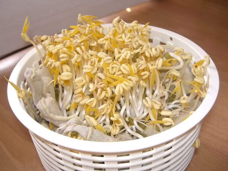 Chính vì vậy, trước khi ăn và chế biến, bạn nên ngâm giá đỗ thật kĩ, có thể tự làm giá đỗ tại nhà vừa tiện dụng lại đảm bảo an toàn. Tránh mua những loại giá đỗ có kích thích to, mập bất thường.