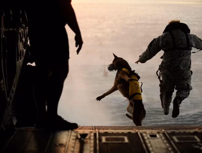 Trong đó, Malinois được đánh giá cao về sự hung hăng, tốc độ, sự nhanh nhẹn và khả năng sống sót. Những người huấn luyện đặc biệt danh cho loài chó này là “tên lửa lông”.