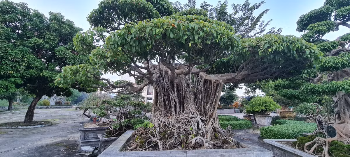 Sanh là cây thân gỗ, có khả năng phân cành cao, trên thân hoặc cành thường là hình các u và các sống gờ do có khả năng sinh trưởng mạnh, nhiều cành lá, nhánh, lá cây xanh tốt.