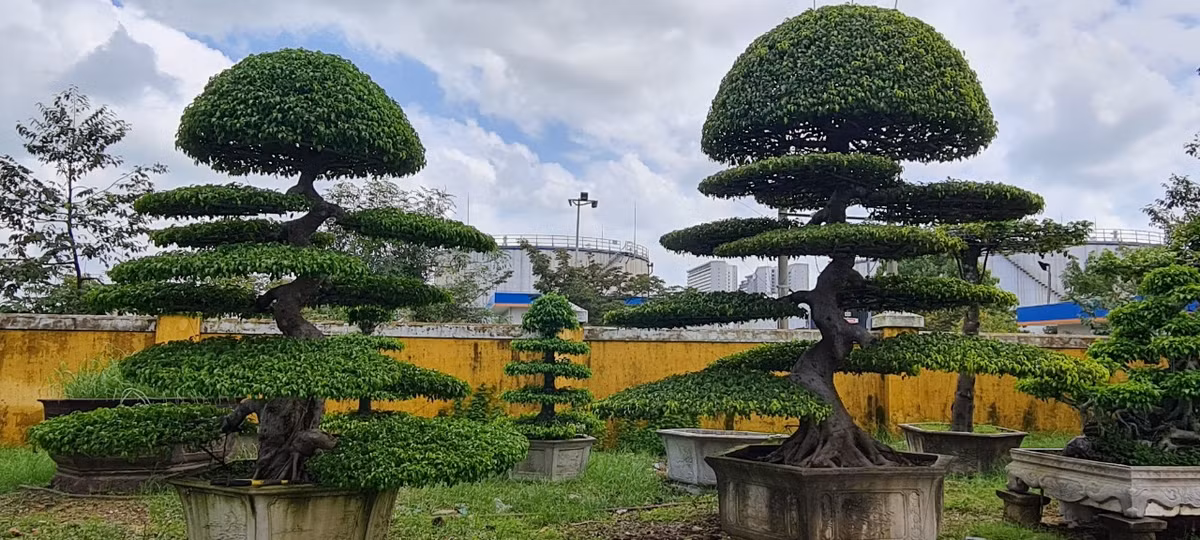Ở Việt Nam, cây sanh nằm trong bộ Tứ Linh của cây cảnh nên rất được ưa chuộng.