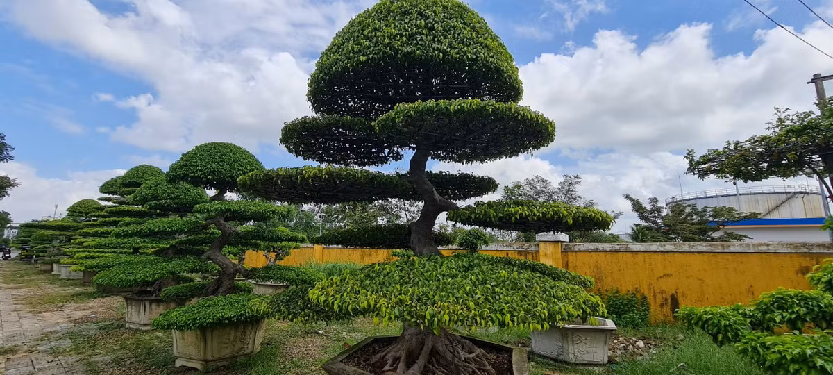Với những người sành chơi cây cảnh, những cây sanh cổ, dáng đẹp luôn được săn lùng, tìm kiếm.