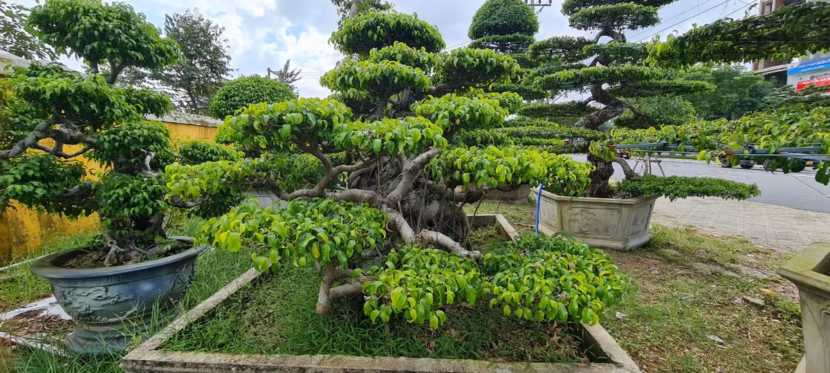 Cây sanh cũng biểu trưng cho sự đâm chồi nảy lộc, thu hút tài lộc may mắn.