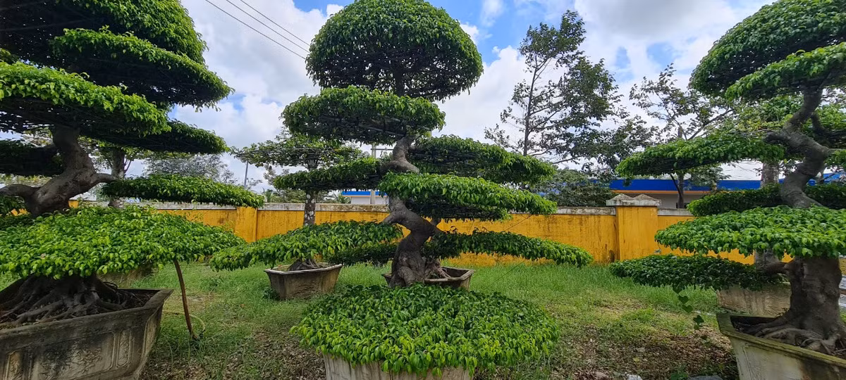 Cây sanh sinh trưởng rất tốt trong các điều kiện khắc nghiệt, mang sức sống trường tồn kiên cường nên thường đại diện cho sức sống mãnh liệt của con người, biểu trưng cho sự kiên định vững vàng và trường thọ.