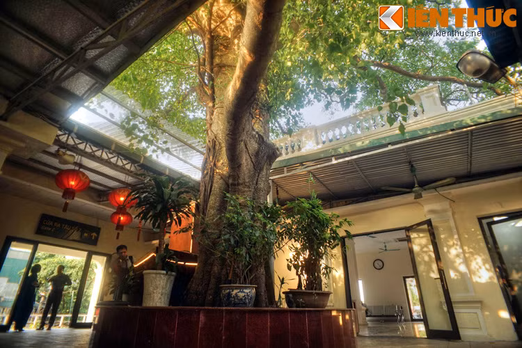 Một nét lý thú nữa của ga Long Biên là chính giữa nhà ga có một cây bồ để rất to, cành lá xum xuê.