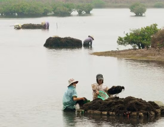 Ngoài ra, nơi đây khá đa dạng các loài rong. Các loài rong thuộc 2 ngành rong xanh và rong đỏ mang lại giá trị kinh tế cao nhất là rong câu chỉ vàng.