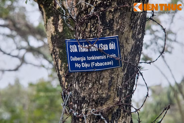 Trên khía cạnh khoa học, đây là loài cây có danh pháp là Dalbergia tonkinensis Prain, trong dân gian gọi là cây sưa đỏ hay sưa trắc thối.